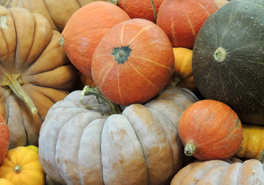 Cucurbitacées Bio Chez Goût des Saisons à St Martin d'Auxigny, près de Bourges (18)
