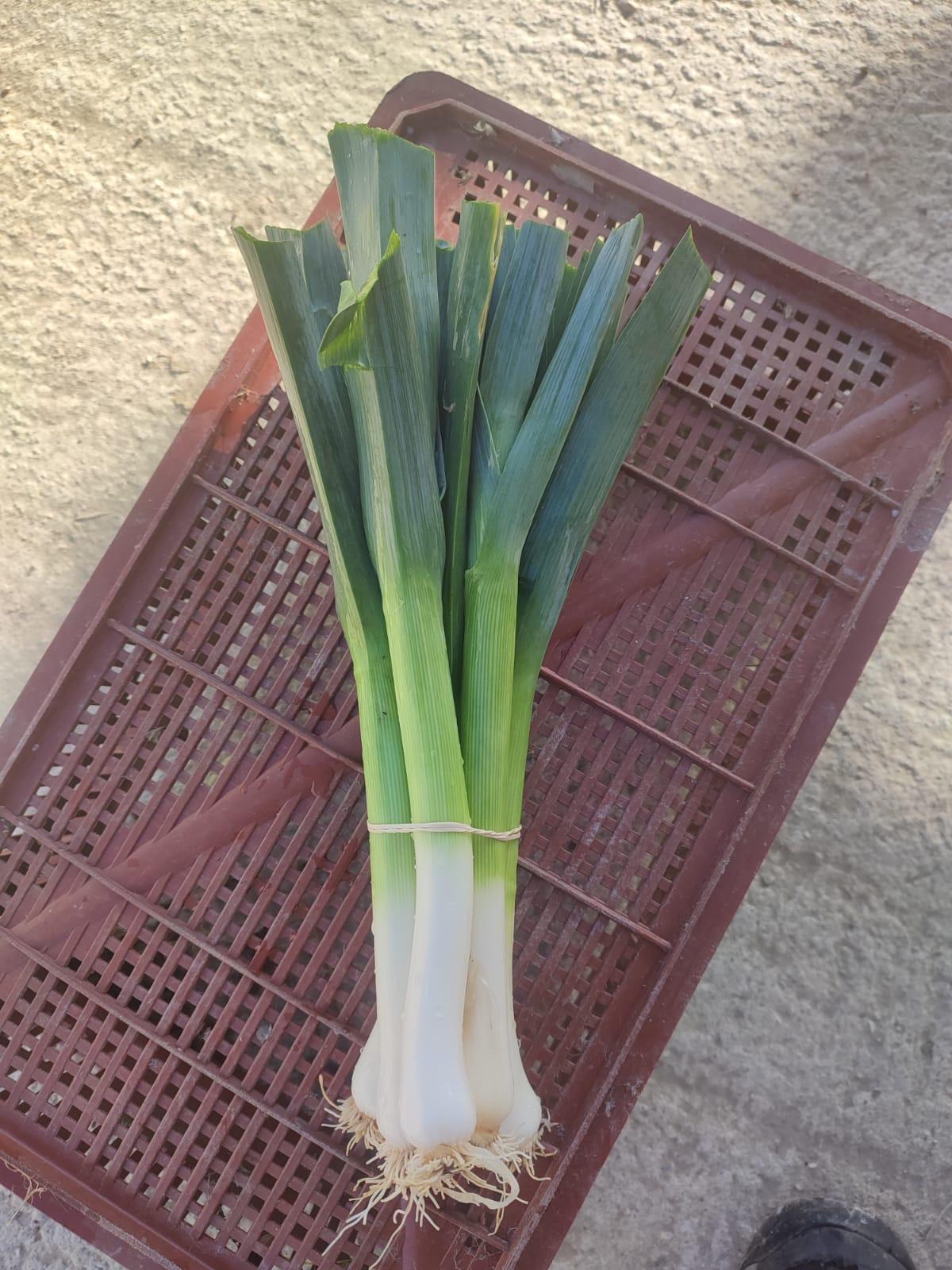 Navet blanc japonais