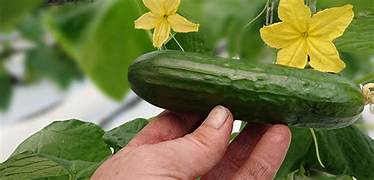 Concombre court et lisse