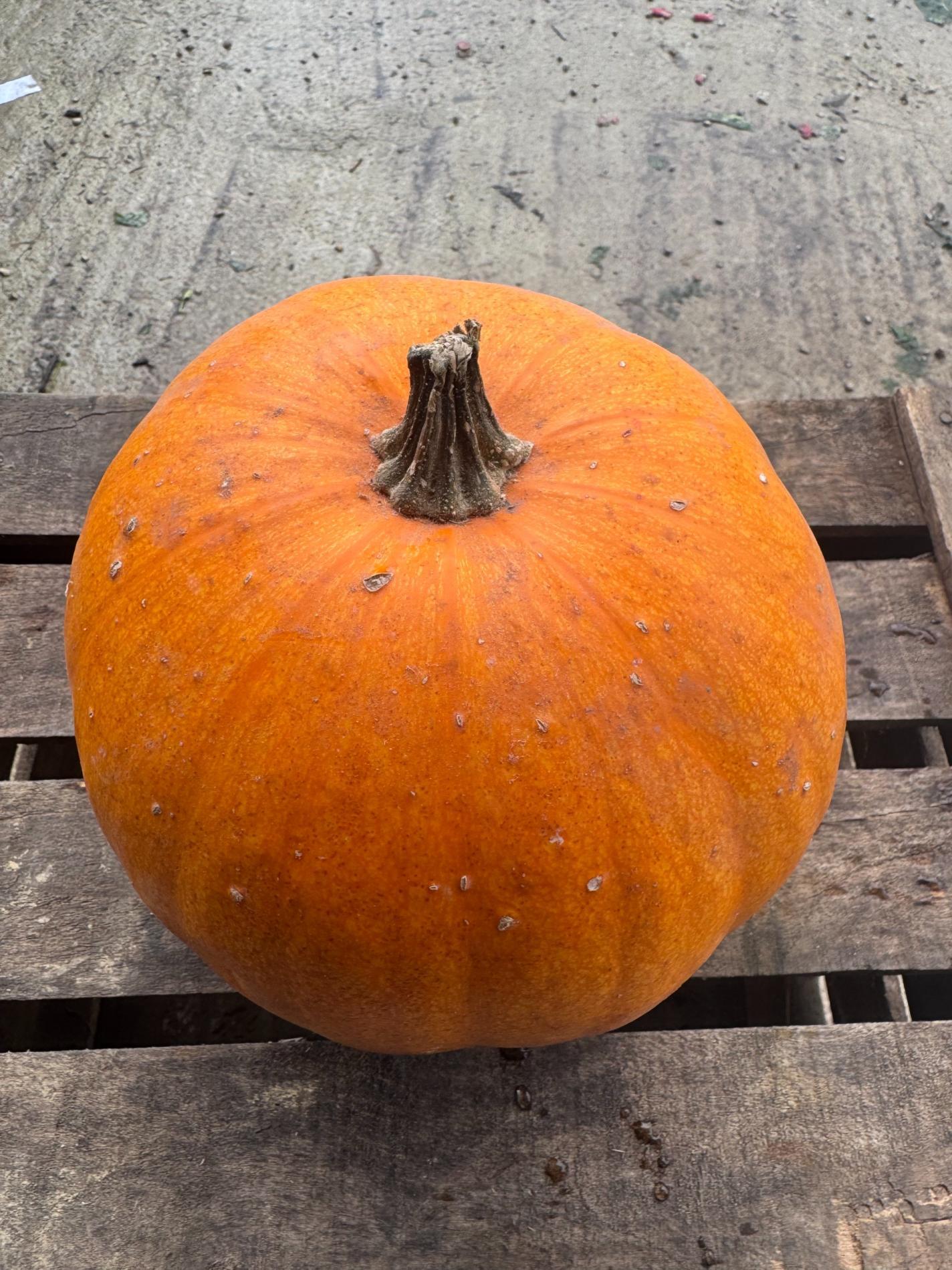Courge Jack o'lantern